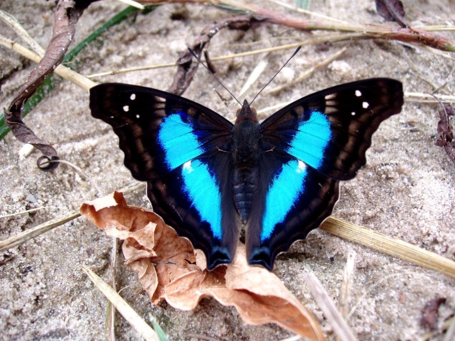 Sin Título - Mariposa